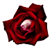 red rose